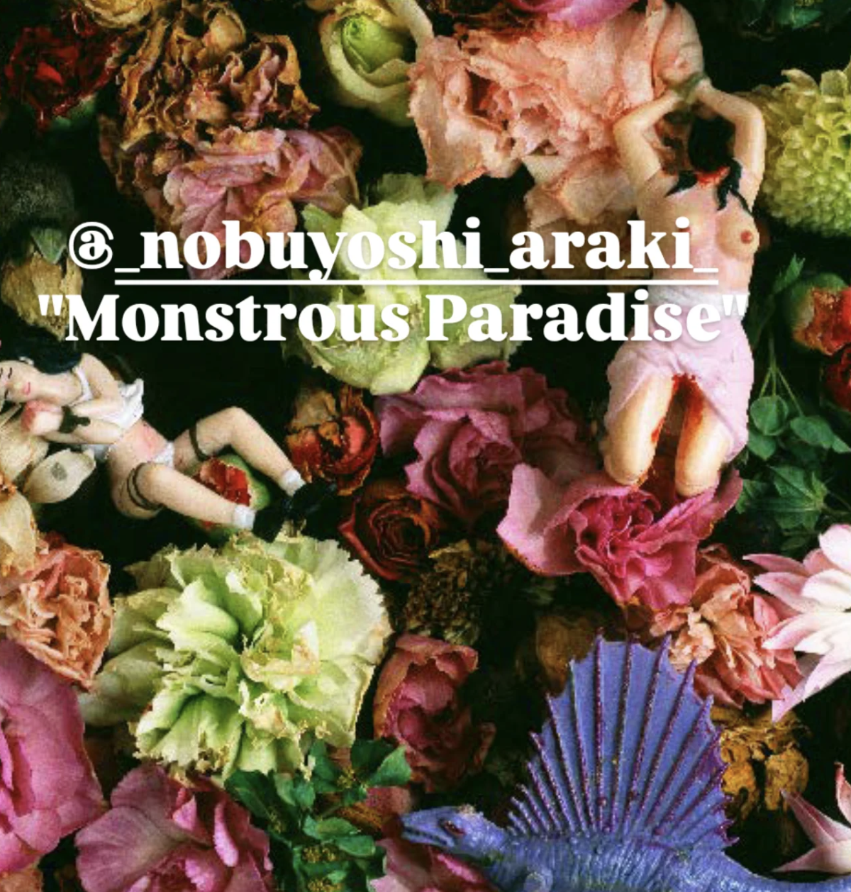 Monstruous paradise. Araki