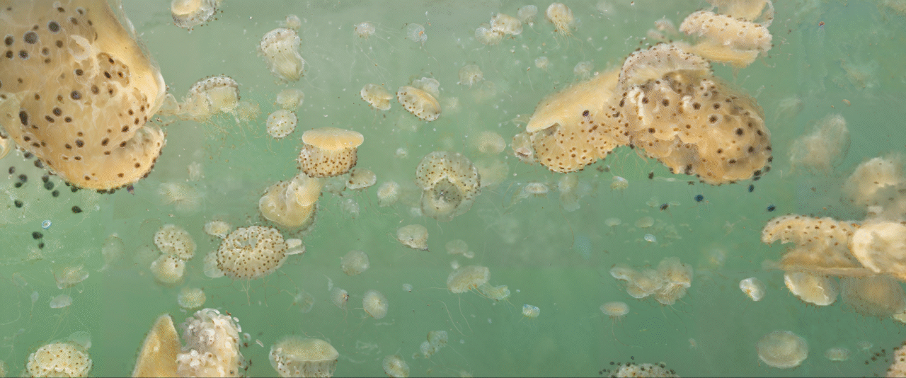 Anoxia, Naumaquia Coral