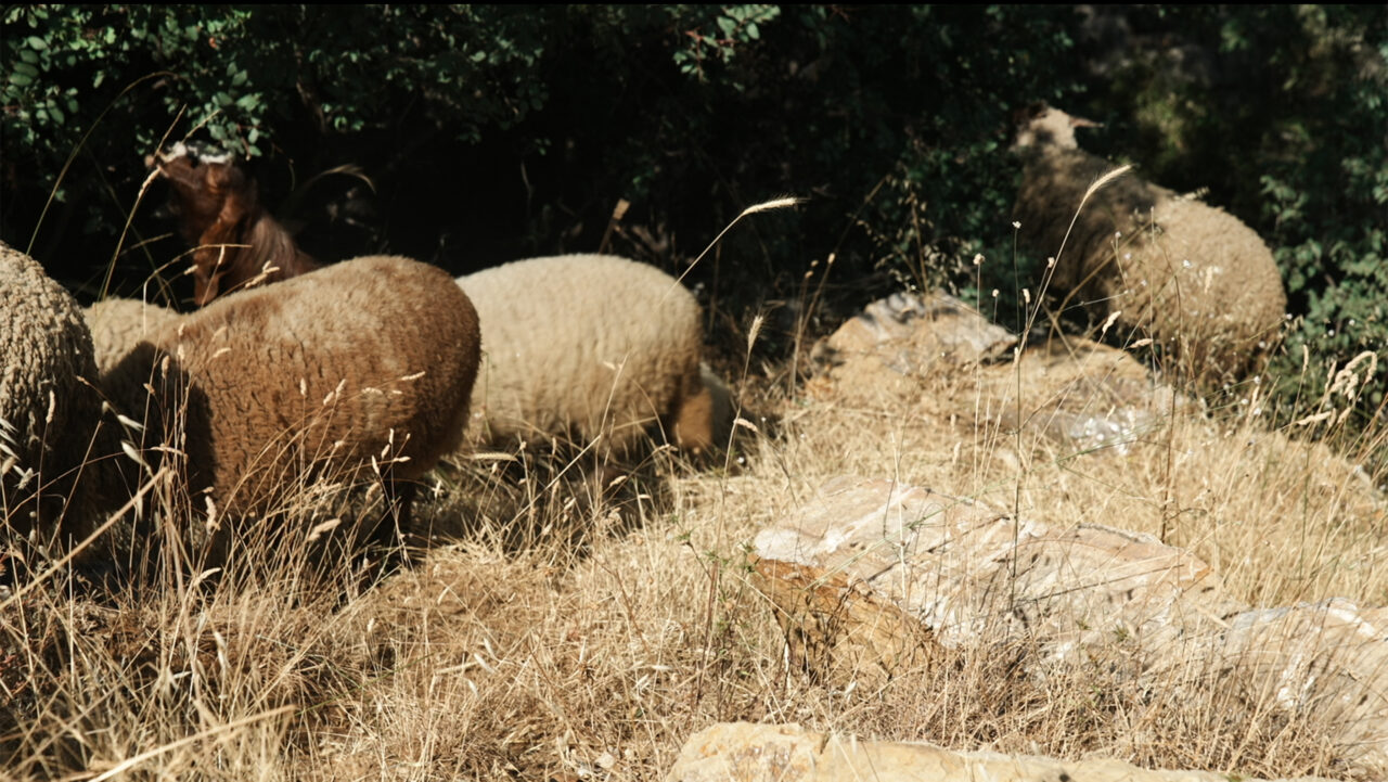 Marwa Arsanios – Who is Afraid of Ideology? Xerrada part del programa NOSYMMETRIES
