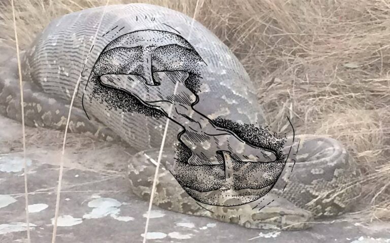glossia (algunes urgències). Ariadna Guiteras i Lauren Gault