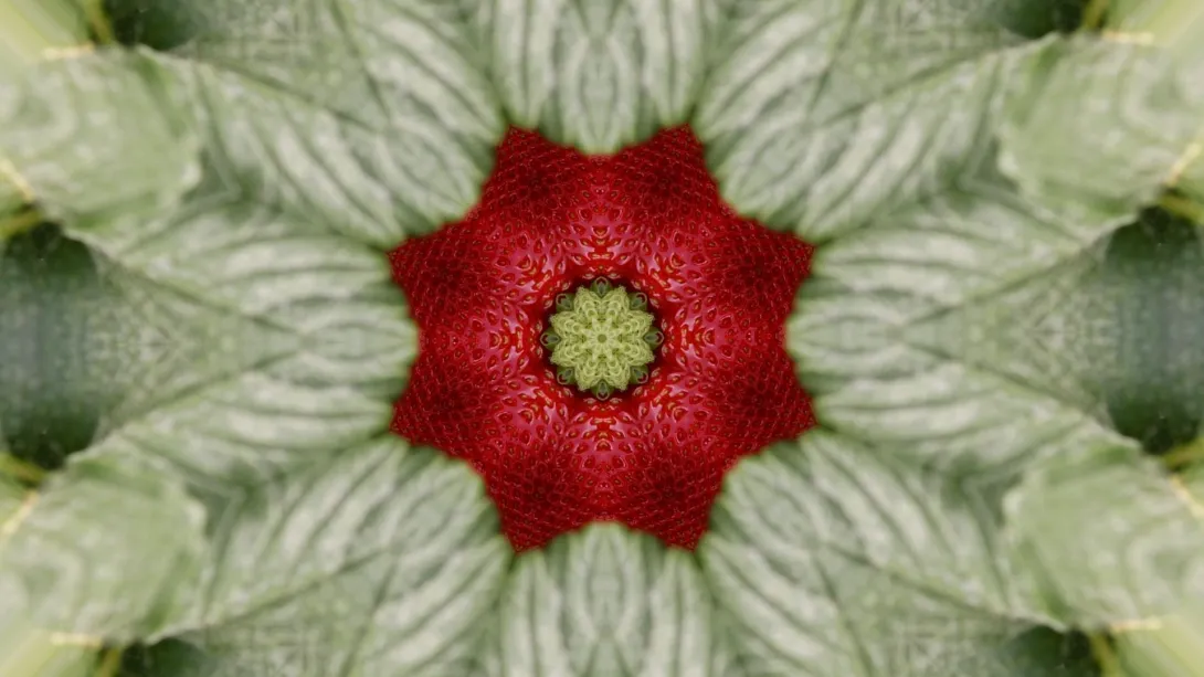 Strawberry Fields. Julia Montilla