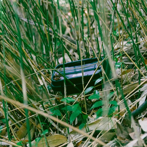 collita d’olives a Arnes