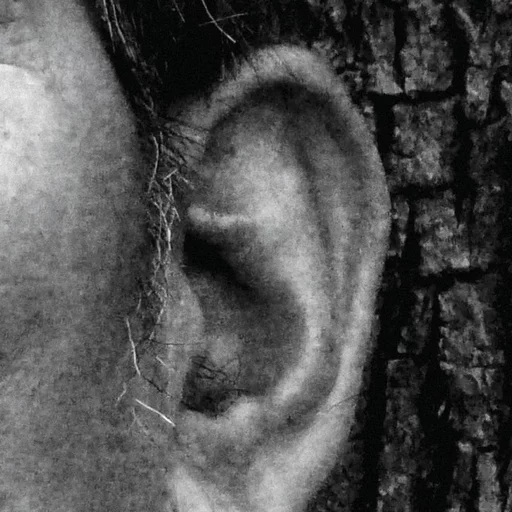 la pregunta i la contradicció