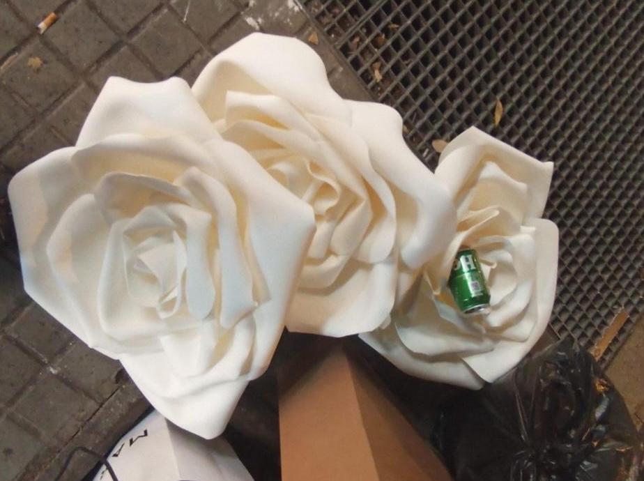 Tortuga de closca tova. Mikel Adán Tolosa