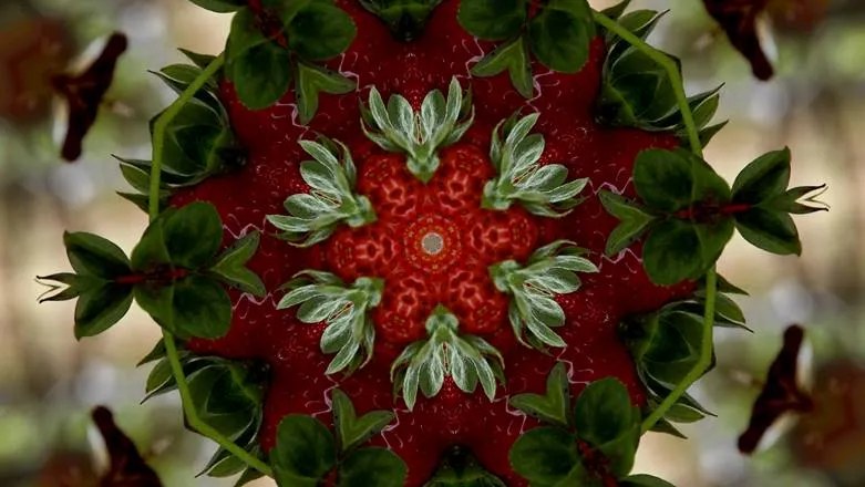 Projecció de Strawberry Fields i conversa amb Julia Montilla i Gemma Casal