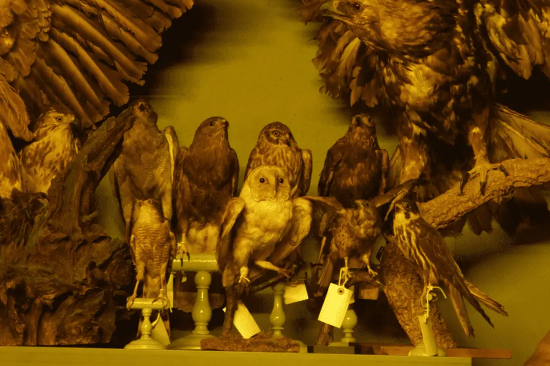 Exorcismes, patrimoni i performativitat. Amb Ivan Telefunken, Juan Navarro, Óscar Cornago, María Callís, El pèsol feréstec, Núria Andorrrà, Roc Mateu i Mercè Soler