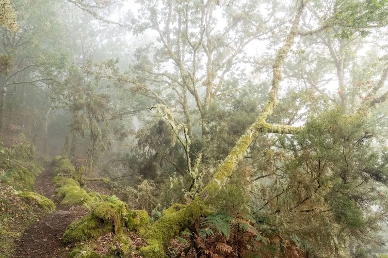 Fragas e Brétema. Saleta Rosón