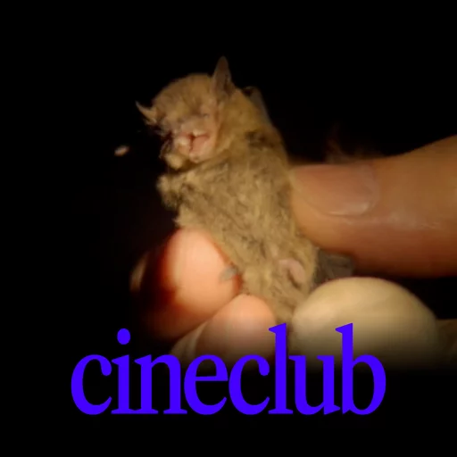 cineclub