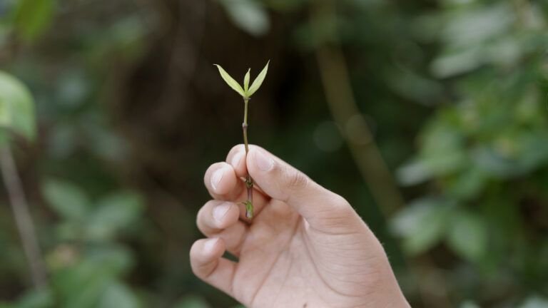 Lúa Coderch – Assenyala un punt (fora del perímetre de la secció d’un arbre per indicar que ve del futur)