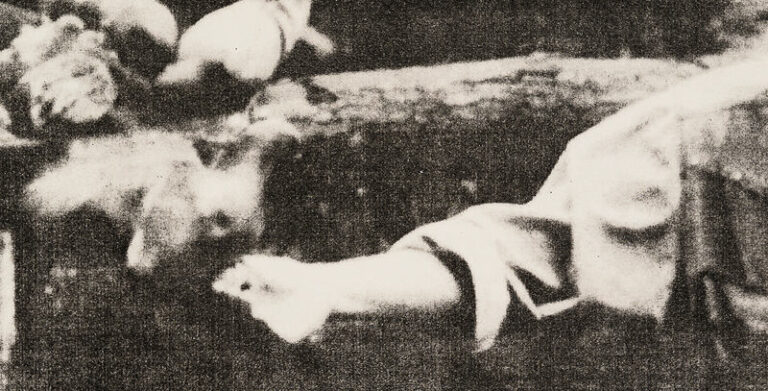 Lo que tiene vuelo. Laía Argüelles Folch