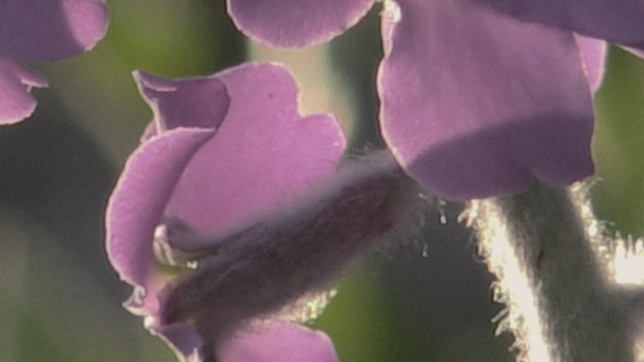 Biodiversitat i cinema al Líban: Projecció de Mānthöûr Bayrūt