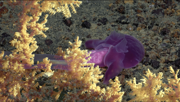 Inauguració The Underwater Divines are flying and floating and melting with us